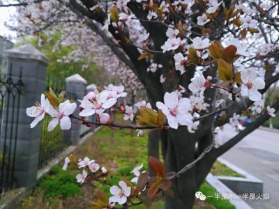 ​李子花开的唯美句子（那些最美的李花短句）