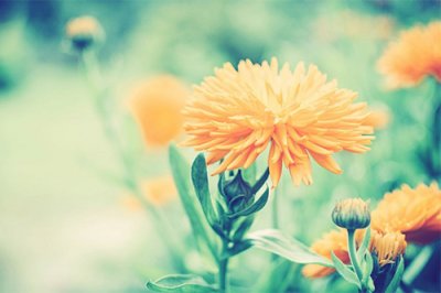 ​端午节送师父祝福语52句