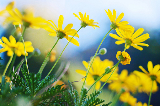 有关生日祝福的句子47句