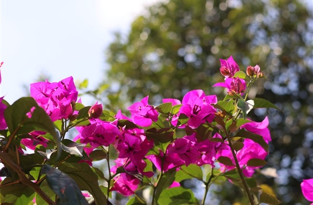 女人气质昵称2023最新版(优选1156个) 女人气质昵称2023最新版(优选1156个)