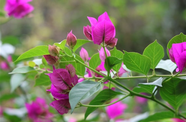 秀恩爱专属的情侣爱情网名(共218个) 秀恩爱专属的情侣爱情网名(共218个)