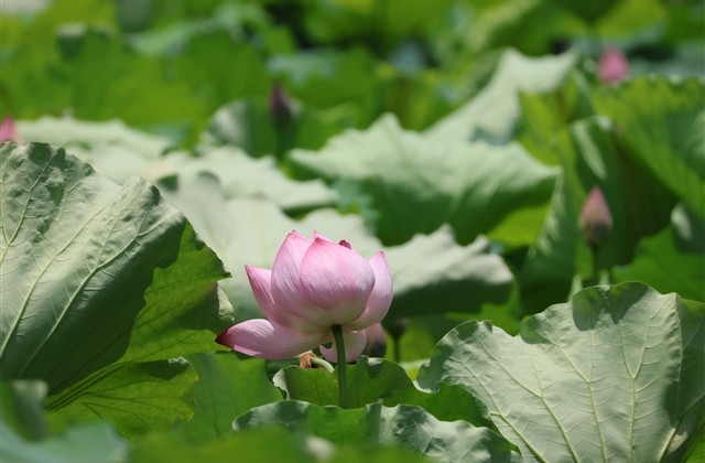 简单淡雅的名字昵称大全 清新淡雅脱俗的昵称(精选50个) 简单淡雅的名字昵称大全 清新淡雅脱俗的昵称(精选50个)