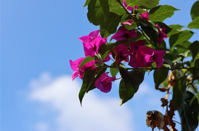 简单淡雅的名字昵称大全 清新淡雅脱俗的昵称(精选50个) 简单淡雅的名字昵称大全 清新淡雅脱俗的昵称(精选50个)