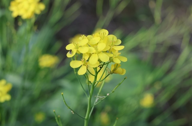 梦幻西游4个字情侣名字(372个) 梦幻西游4个字情侣名字(372个)