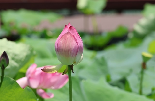 很小众却很惊艳的ID(精选476个) 很小众却很惊艳的ID(精选476个)