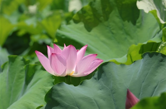 关于一个字的网名(共527个)