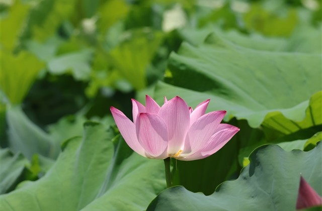 充满阳光的昵称网名(精选223个)