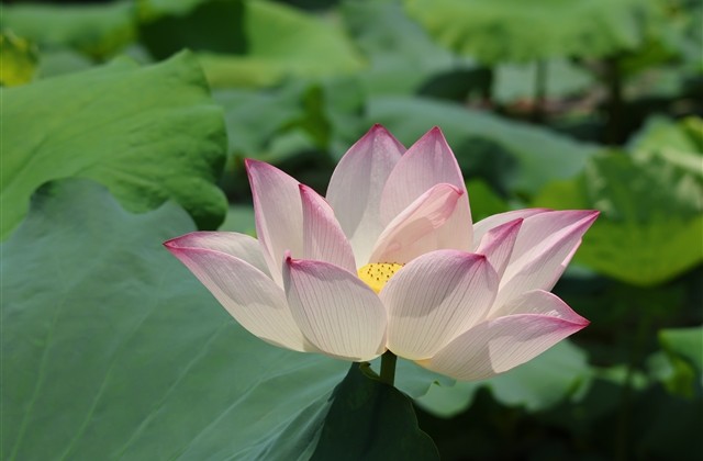 淘气可爱的女生名字(优选224个) 淘气可爱的女生名字(优选224个)