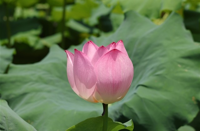 女生卖萌专属的可爱网名(优选219个) 女生卖萌专属的可爱网名(优选219个)