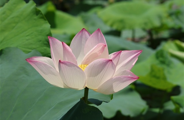 繁体字游戏情侣网名(116个) 繁体字游戏情侣网名(116个)