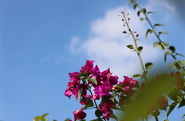 二次元妹子网名 二次元妹子网名