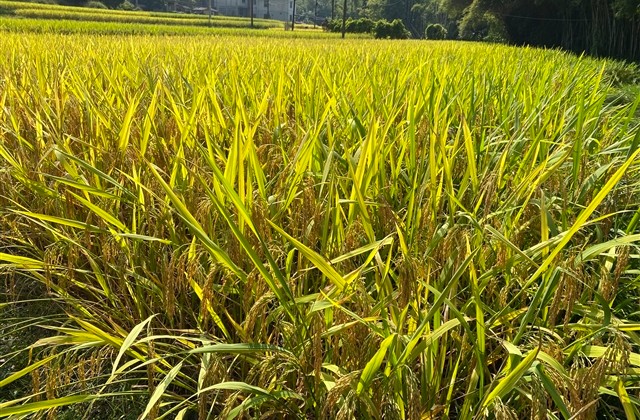 清新淡雅富含诗意网名大全(163个)