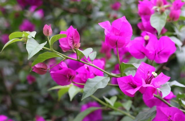 好看的中文加英文的网名(共150个) 好看的中文加英文的网名(共150个)