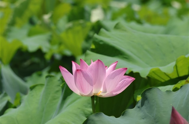 7个字的古风仙气十足的名字(98个) 7个字的古风仙气十足的名字(98个)