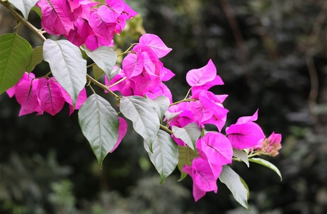 dnf两个字公会名字(优选167个) dnf两个字公会名字(优选167个)