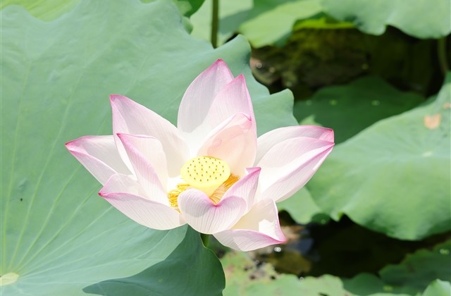 对一个人深爱的网名(共135个)