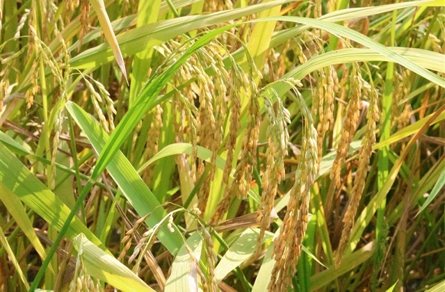 不谈情不说爱的网名