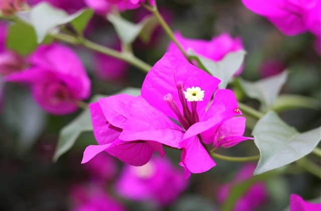 吃鸡名字特殊符号复制 吃鸡名字特殊符号复制