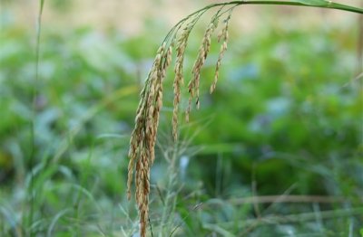 ​关于爱情网名 关于爱情网名男生(精选71个)