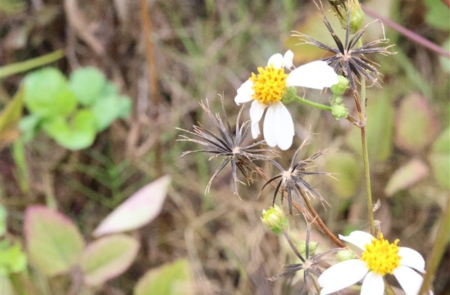 二字快手网名女生 两个字的网名女生气质 二字快手网名女生 两个字的网名女生气质