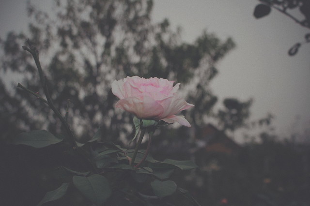 一路走好天堂安息句子 一路走好天堂里的句子