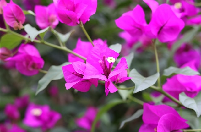 小女生可爱网名少女可爱昵称 小女生可爱网名少女可爱昵称