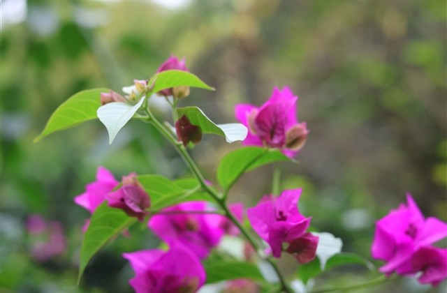 能上热门的网名女生