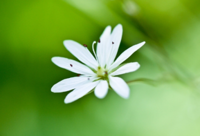 ​马年快乐拜年祝福语【优秀70句】