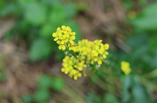 绿洲情侣名 微博绿洲情侣名字 绿洲情侣名 微博绿洲情侣名字