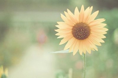 ​清明的排比句24句