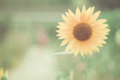 清明的排比句24句