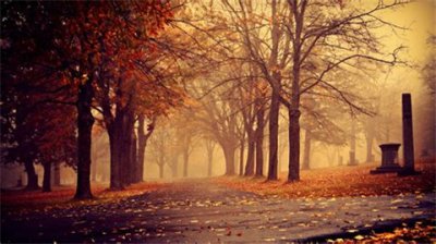 ​描写柳树的优美句子