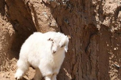 ​什么是大山羊小山羊