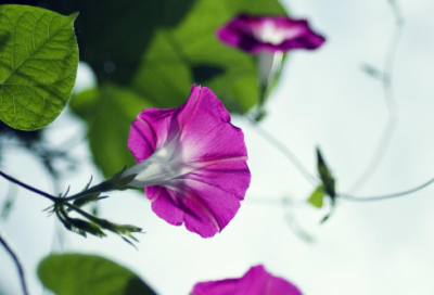 ​清平乐村居古诗原文（清平乐村居全诗的诗意）