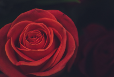 ​晚春江晴寄友人译文（晚春江晴寄友人古诗赏析）