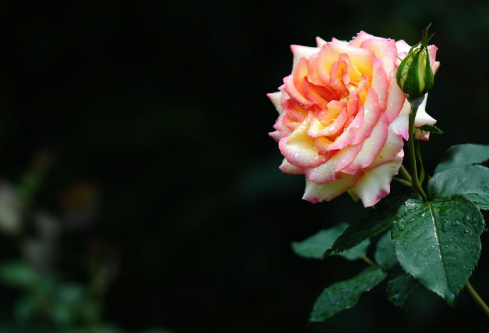 1688655780778358.png image.png