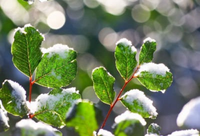 ​拜年古诗有哪些（贺新年的古诗鉴赏）