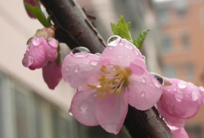 ​墨梅王冕古诗译文（墨梅古诗原文及赏析）