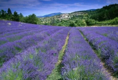 ​饮湖上初晴后雨的古诗意思（饮湖上初晴后雨诗意解析）
