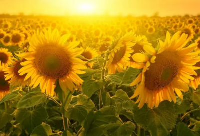 ​闺意献张水部古诗翻译（闺意献张水部全文赏析）