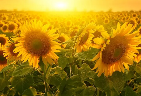 1688747039106189.png image.png