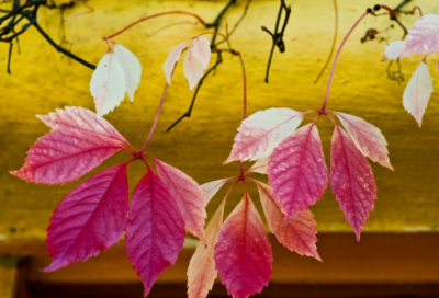 ​旅游景点宣传语