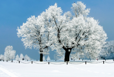 ​绿化宣传标语