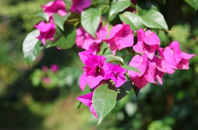 不甘平庸的名言名句 不甘平庸的名言名句