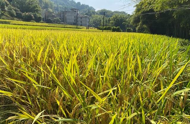 留起长发的经典句子 留起长发的经典句子