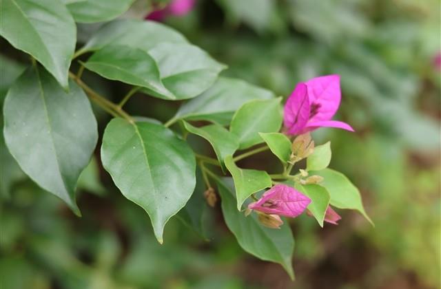 江南百景图文艺游戏名(共207个)