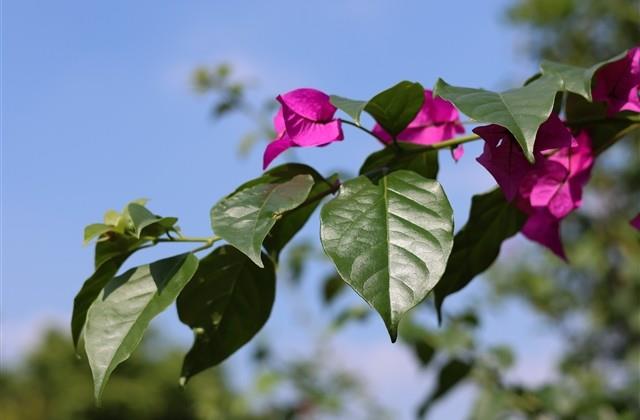 阴阳师手游游戏名字男生(共200个)