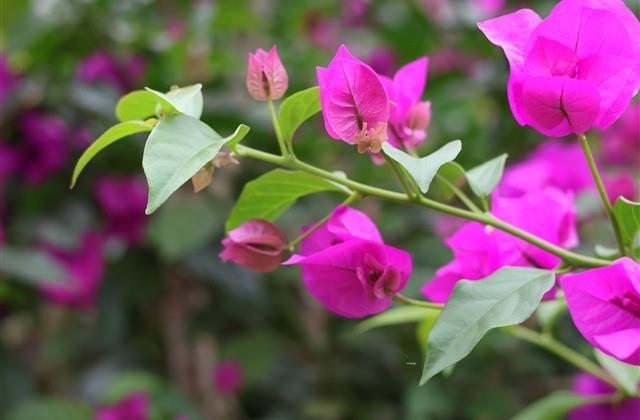 2024年最火名字(最优270个) 2024年最火名字(最优270个)