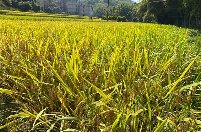 可爱调皮的情侣网名(共104个) 可爱调皮的情侣网名(共104个)