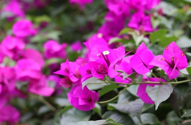 简短阳光的微信昵称3个字(166个) 简短阳光的微信昵称3个字(166个)